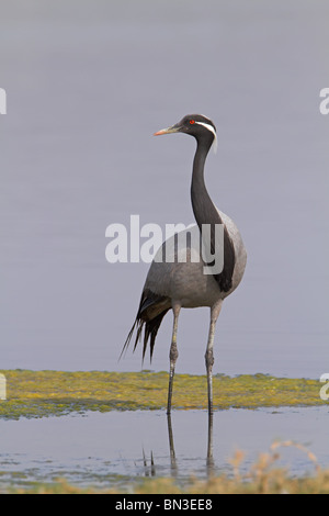 Demoiselle Kran (Anthropoides Virgo) stehen im flachen Wasser, niedrigen Winkel Ansicht Stockfoto