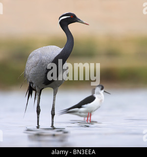 Demoiselle Kran (Anthropoides Virgo) und Stelzenläufer (Himantopus Himantopus) im flachen Wasser stehend Stockfoto