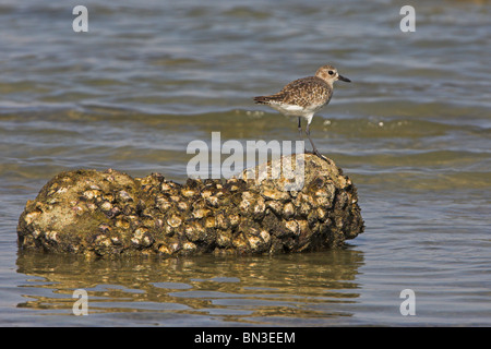 Grey Plover (Pluvialis Squatarola) stehend auf einem Stein an einer Küste, Seitenansicht Stockfoto