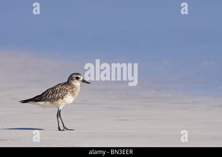 Grey Plover (Pluvialis Squatarola) an einem Strand, Seitenansicht Stockfoto