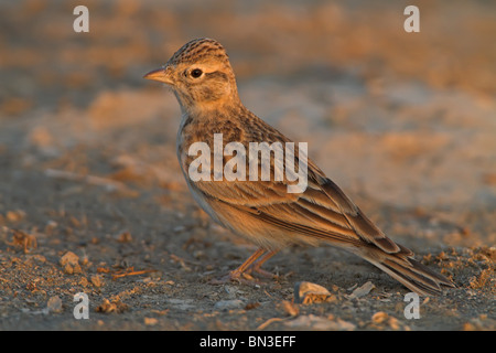 Mehr kurz-toed Lerche (Calandrella Brachydactyla), Nahaufnahme Stockfoto