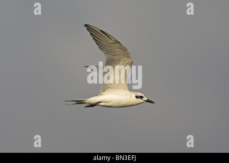 Möwe-billed Tern (Gelochelidon Nilotica) fliegen, seitliche Ansicht Stockfoto