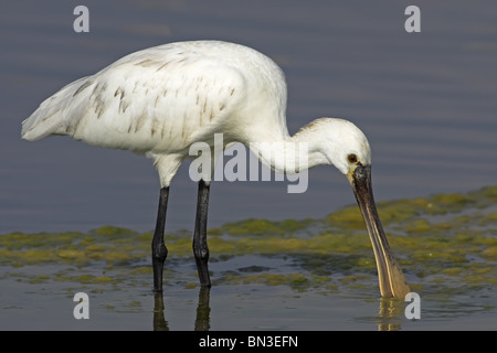 Eurasische Löffler (Platalea Leucorodia) auf Nahrungssuche im flachen Wasser, Seitenansicht Stockfoto