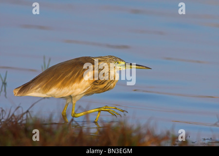 Squacco Heron (Ardeola Ralloides) an der Wasserseite, Seitenansicht Stockfoto