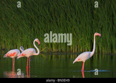 Rosa Flamingos (Phoenicopterus Ruber Roseus) stehen im Wasser, Seitenansicht Stockfoto