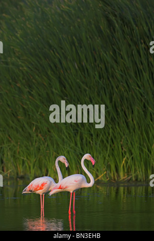 Zwei rosa Flamingos (Phoenicopterus Ruber Roseus) stehen im Wasser, Seitenansicht Stockfoto