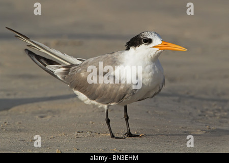 Geringerem Crested-Seeschwalbe (Sterna Bengalensis), Nahaufnahme Stockfoto