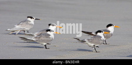 Geringerem Crested Seeschwalben (Sterna Bengalensis), Seitenansicht Stockfoto