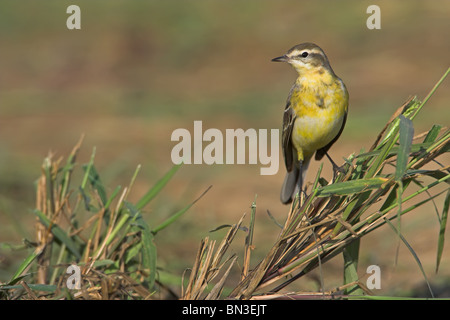 Gelbe Bachstelze (Motacilla Flava) sitzt auf einem Zweig, Nahaufnahme Stockfoto