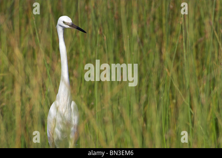 Seidenreiher (Egretta Garzetta) im Rasen Stockfoto