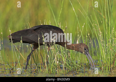 Sichler (Plegadis Falcinellus) im Wasser stehend Stockfoto