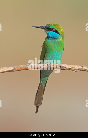Kleine grüne Bienenfresser (Merops Orientalis) sitzt auf einem Zweig Stockfoto