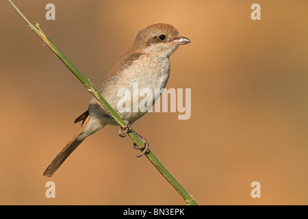 Isabellinische Würger (Lanius Isabellinus) sitzt auf einem Zweig, Nahaufnahme Stockfoto