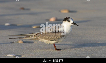 Weiße-cheeked Seeschwalbe (Sterna Repressa), Seitenansicht Stockfoto