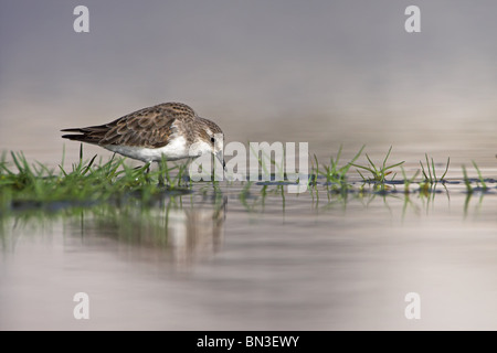 Zwergstrandläufer (Calidris Minuta) stehen im flachen Wasser, Seitenansicht Stockfoto