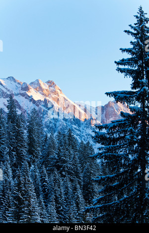 Blick auf den Hochkönig, Fichten-Wald im Vordergrund, Dienten am Hochkönig, Österreich Stockfoto