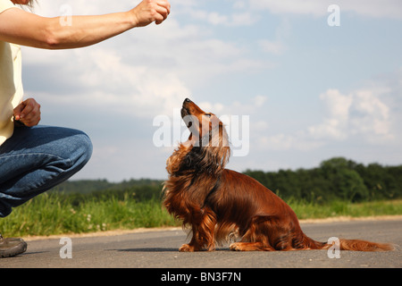 Langhaar Dackel Langhaar Dackel, Haushund (Canis Lupus F. Familiaris), Miniatur-Dackel sitzen in Fron Stockfoto