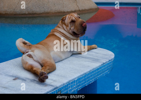 Sharpei Hund 18 Monate alt Acapulco Mexiko Stockfoto