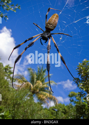 Golden Silk Spinne wartet im Web für Mahlzeit auf tropischen Insel in der Biscayne Bay, Miami, Florida, USA Stockfoto