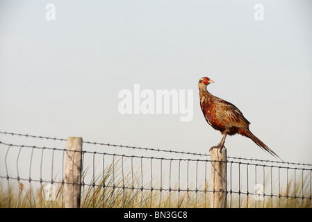 Fasan (Phasianus Colchicus) hocken auf einem Zaun, Texel, Niederlande, niedrigen Winkel anzeigen Stockfoto