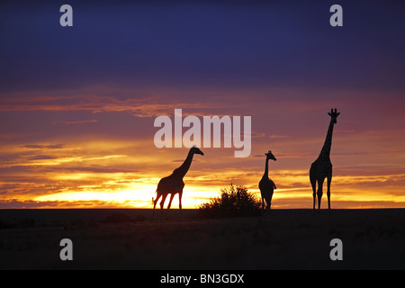 Masai-Giraffen (Giraffa Plancius Tippelskirchi) bei Sonnenuntergang, Kenia Stockfoto