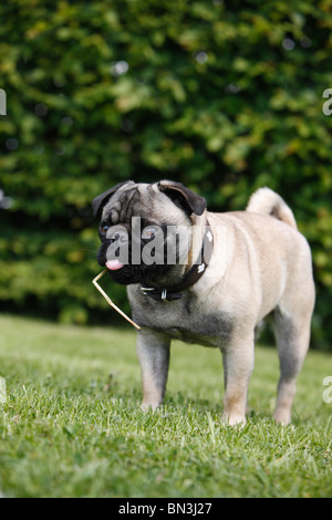 Mischling Hund (Canis Lupus F. Familiaris), mischen Rasse zwischen Mops und französische Bulldogge kauen ein Grashalm, Deutschland Stockfoto