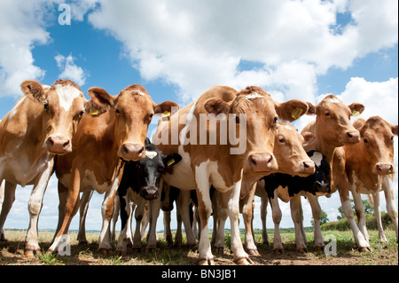 Linie der sehr neugierig neugierig Guernsey Kühe Stockfoto