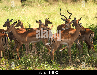 Impala, fotografiert in Serengeti Nationalpark, Tansania, Afrika Stockfoto