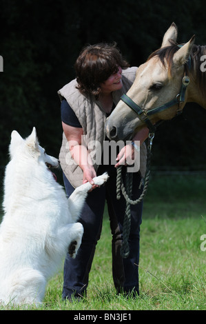 Pferd und Hund Stockfoto