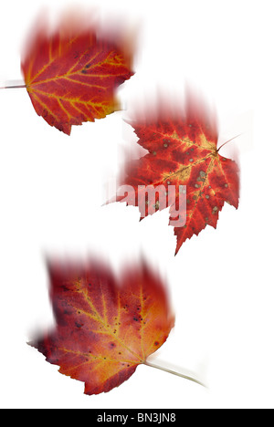 rot-Ahornblätter fallen Stockfoto