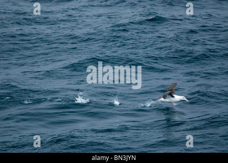 Eine Frage, Albatros, Diomedea Exulans, die Flucht aus der Wasserfläche, Antarktis Stockfoto