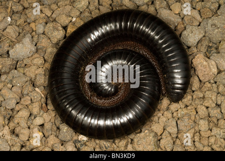 Nahaufnahme eines afrikanischen Riesen Tausendfüßler (Archispirostreptus Gigas) Stockfoto