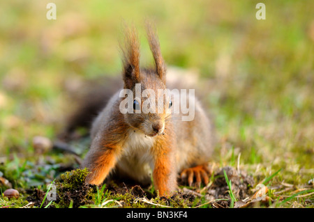 Eichhörnchen (Sciurus Vulgaris) auf Nahrungssuche Stockfoto