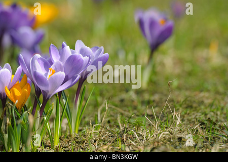 Blooming crocuses, close-up Stockfoto
