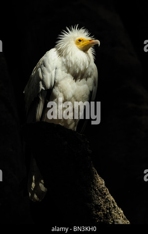 Schmutzgeier (Neophron Percnopterus), niedrigen Winkel Ansicht, portrait Stockfoto