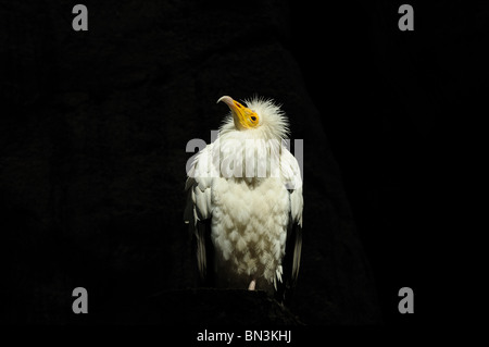 Schmutzgeier (Neophron Percnopterus), portrait Stockfoto