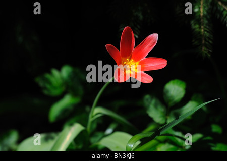 Blühende Tulpe, close-up Stockfoto