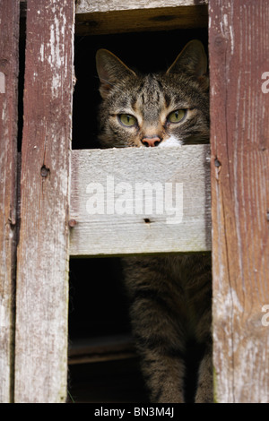 Hauskatze, Hauskatze (Felis Silvestris F. Catus), 8 Jahre alt Männlich Blick aus einem Sommerhaus durch eine Lücke in einem Holz wa Stockfoto