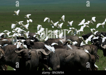 Afrikanische Büffel oder Cape-Büffel (Syncerus Caffer), begleitet von Kuhreiher (Bubulcus Ibis) Stockfoto