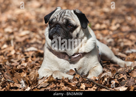 Mops in Blätter liegen Stockfoto