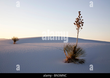 Soaptree Yucca (Yucca Elata), White Sands National Monument, New Mexico, USA Stockfoto