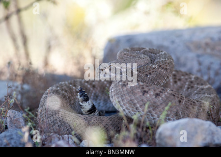 Westlichen Diamondback Klapperschlange (Crotalus Atrox), Arizona, USA, Nahaufnahme Stockfoto