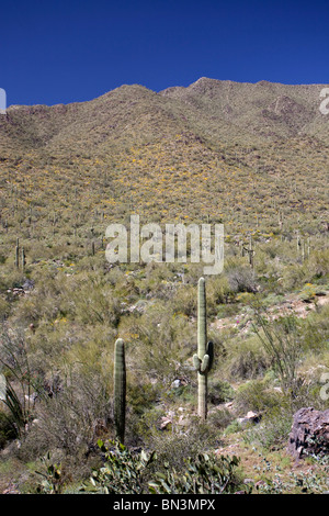 Sonora-Wüste, Arizona, USA Stockfoto