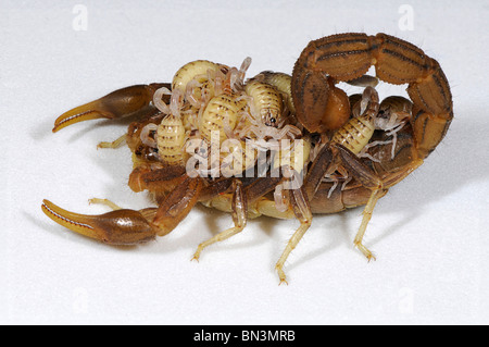 Hottentota Skorpion, fotografiert in Tansania, Afrika trägt seine jungen auf seinen Rücken, ein Merkmal seines mütterlichen Verhaltens. Stockfoto