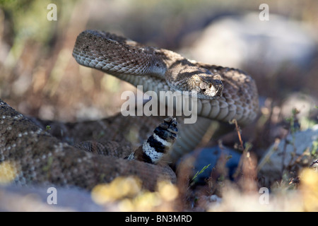 Westlichen Diamondback Klapperschlange (Crotalus Atrox), Arizona, USA, Nahaufnahme Stockfoto