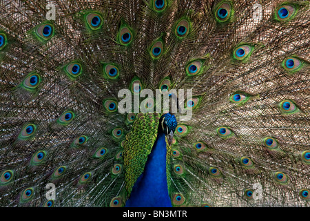 Pfau-Tail-Anzeige Stockfoto