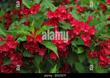 Weigela Strauch rote Blüte Stockfotografie Alamy