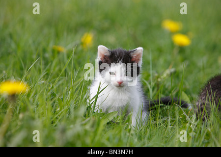 Hauskatze, Hauskatze, Europäisch Kurzhaar (Felis Silvestris F. Catus), 5 Wochen alte Kätzchen in ein Löwenzahn Wiese, Deutschland Stockfoto