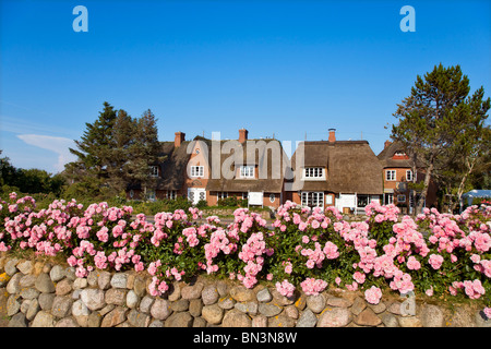 Blumen auf einer Steinmauer, beherbergt Strohdach im Hintergrund, Keitum, Sylt, Deutschland Stockfoto