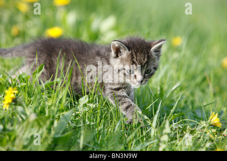 Hauskatze, Hauskatze, Europäisch Kurzhaar (Felis Silvestris F. Catus), 5 Wochen alte Kätzchen in ein Löwenzahn Wiese, Deutschland Stockfoto